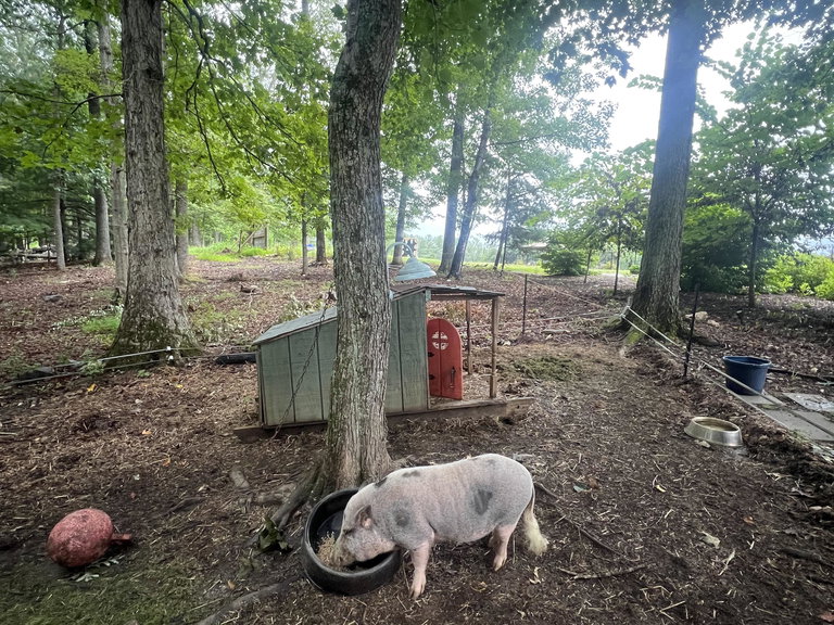 Piggy2