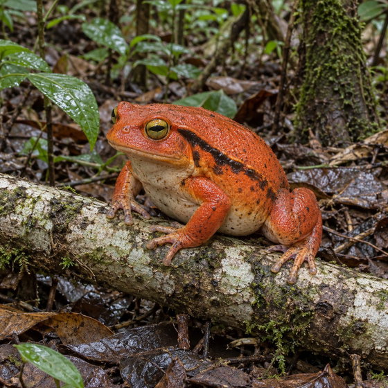 tomato frog