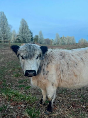 Annabelle profile picture
