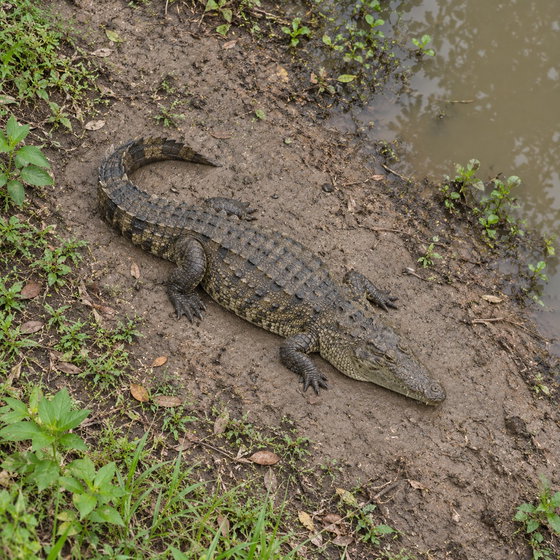 Morelet's crocodile