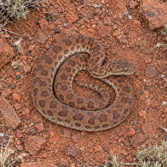 pygmy python