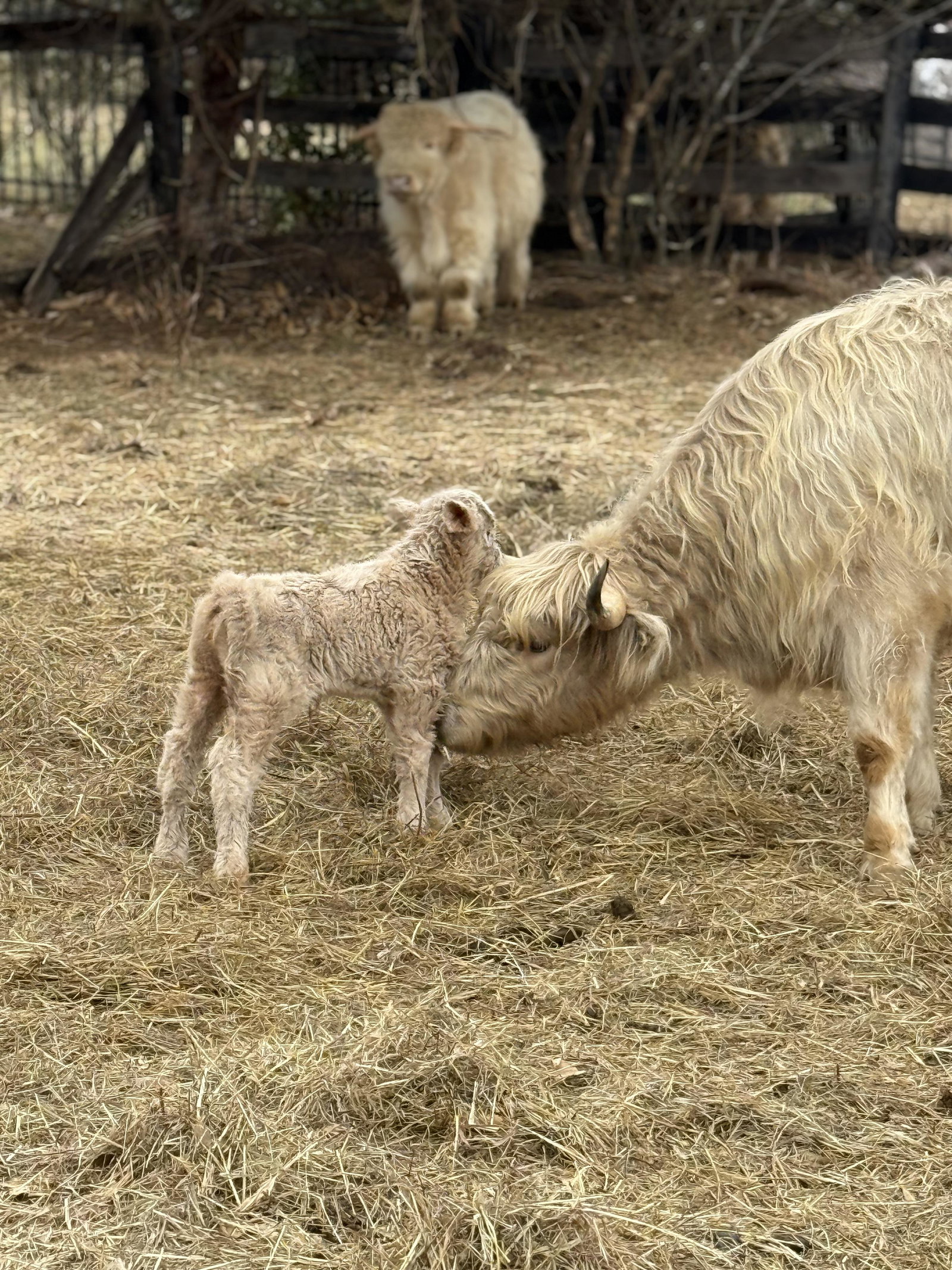 Cattle Boarding