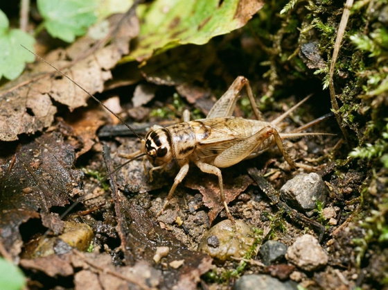 house cricket