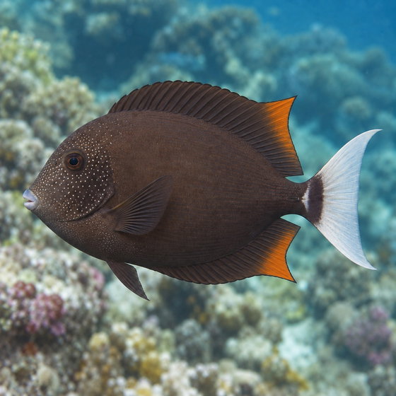 Tomini surgeonfish