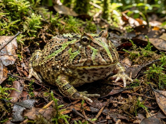 pacman frog