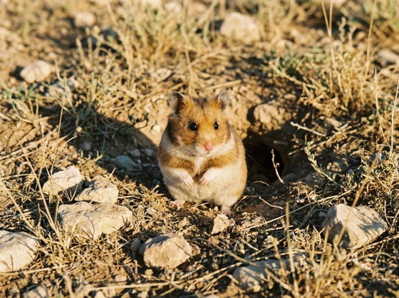 Syrian hamster