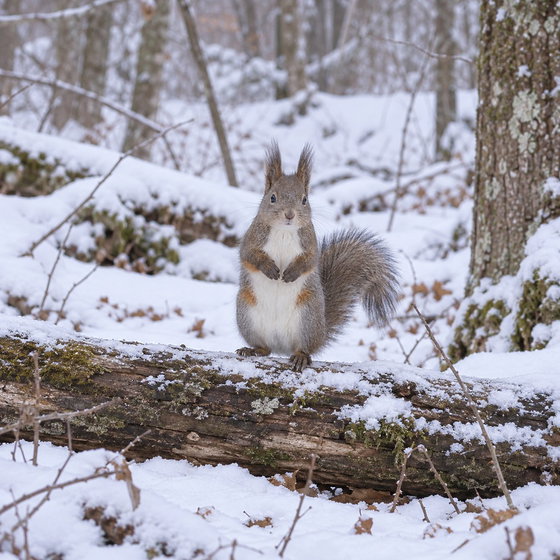 Japanese squirrel