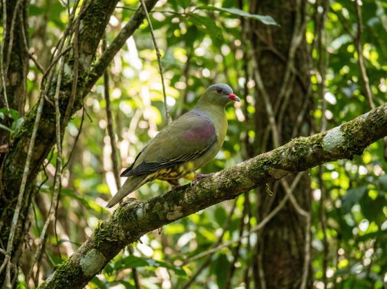Pemba green pigeon