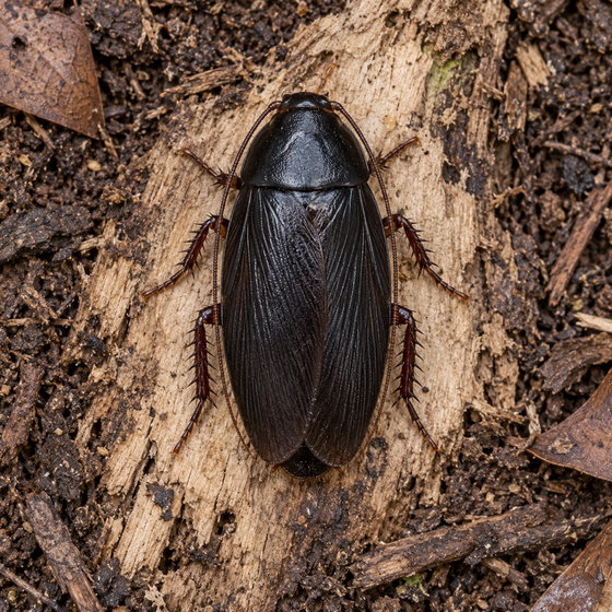 shadow roach