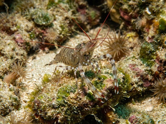 shrimp