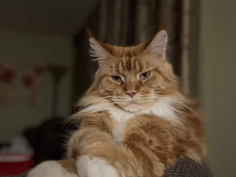 Mia