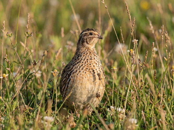 Japanese quail