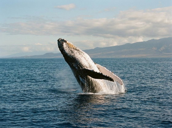 humpback whale