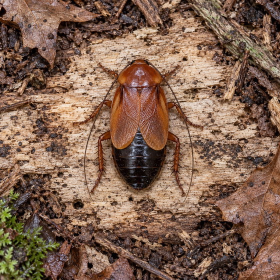 fulvous wood cockroach