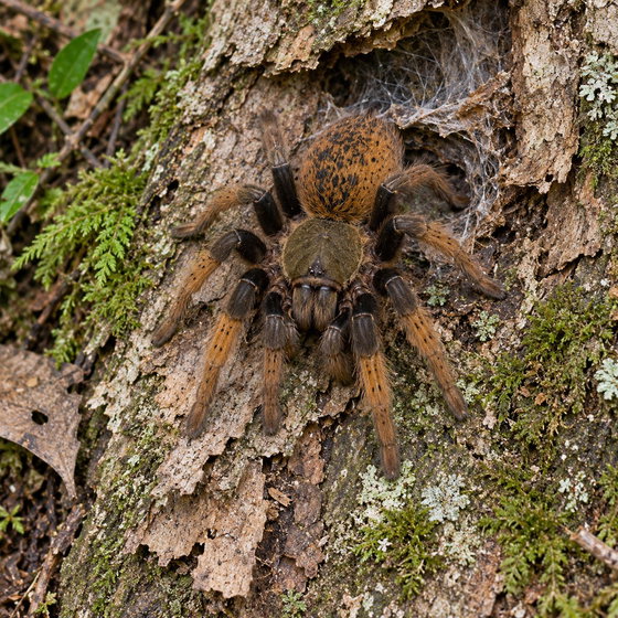 Tanzanian black and olive baboon tarantula