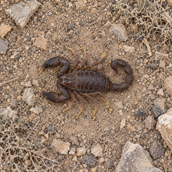 Arabian fat tail scorpion