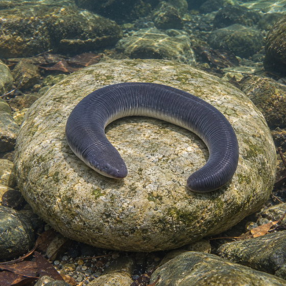 Rio Cauca caecilian
