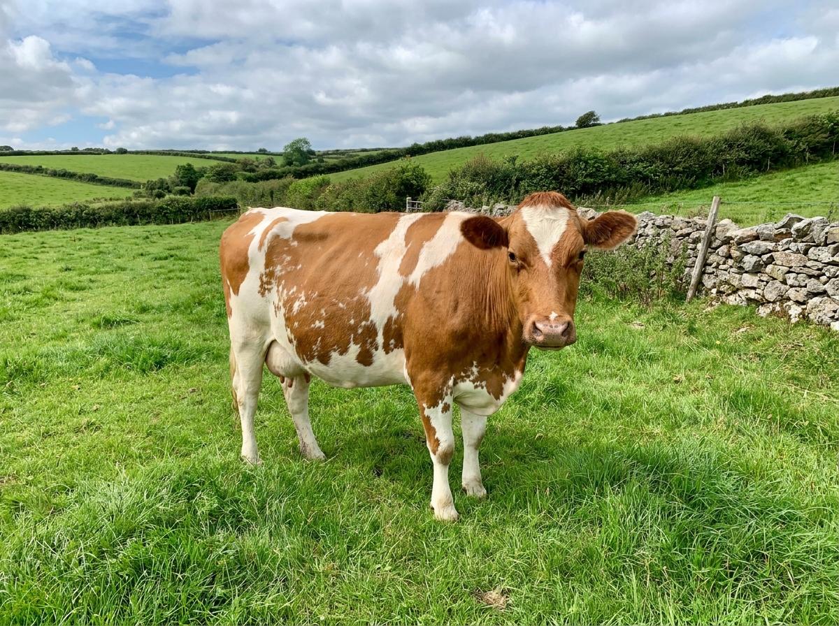 Guernsey