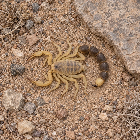 yellow fat tail scorpion