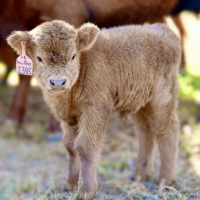 Buckle profile picture