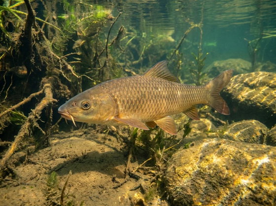 mrigal carp