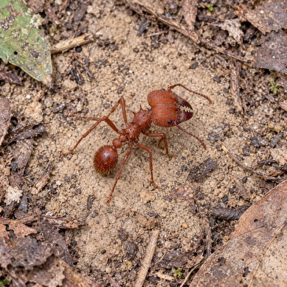 leafcutter ant