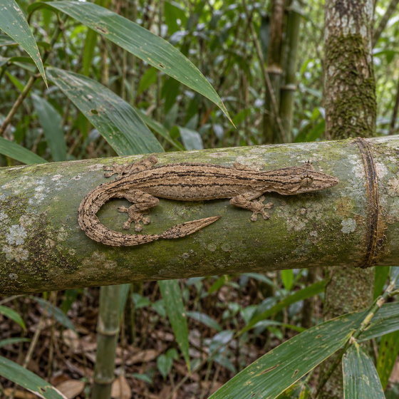 lined flat-tail gecko