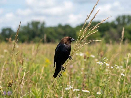 brown-headed cowbird