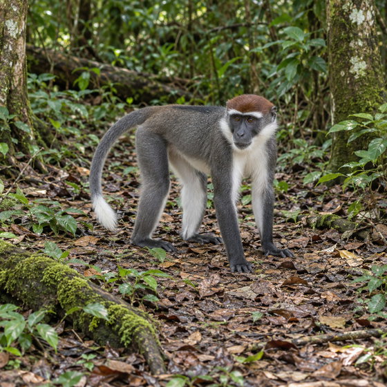 red-capped mangabey
