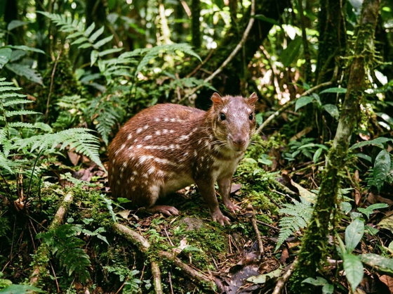 spotted paca
