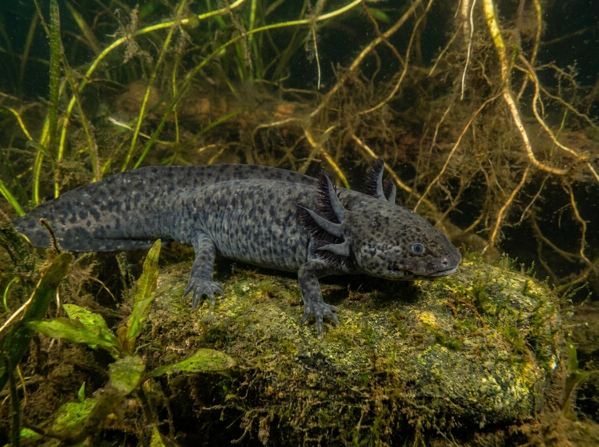 Axanthic