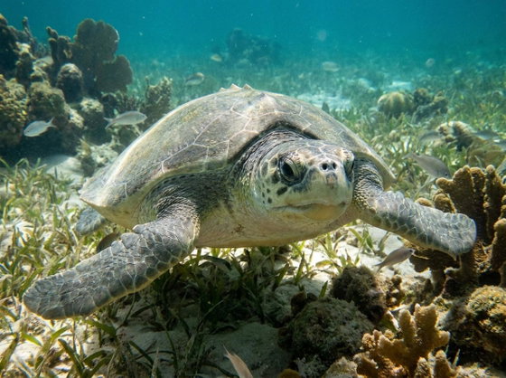 Kemp's ridley sea turtle