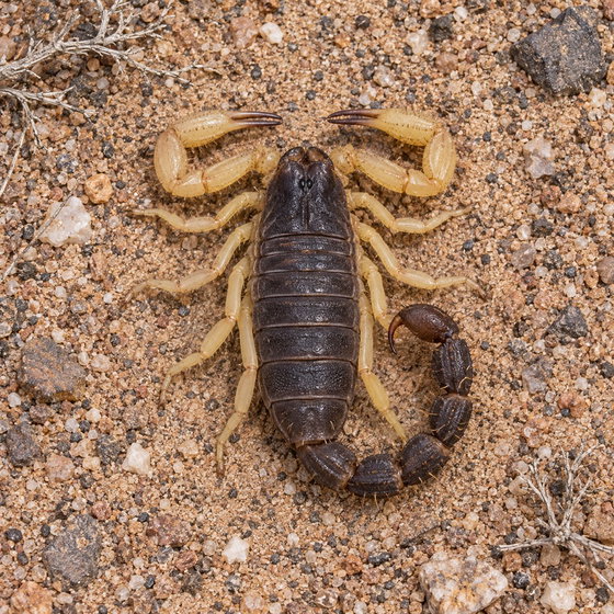 Schlechter's thick tail scorpion
