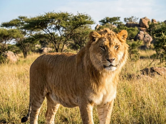 liger