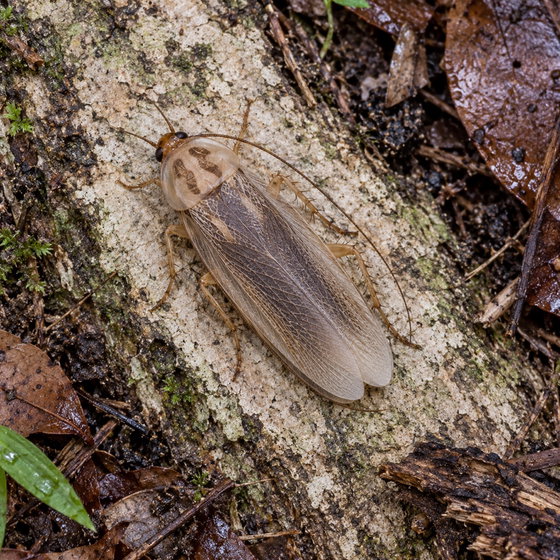 polished new roach
