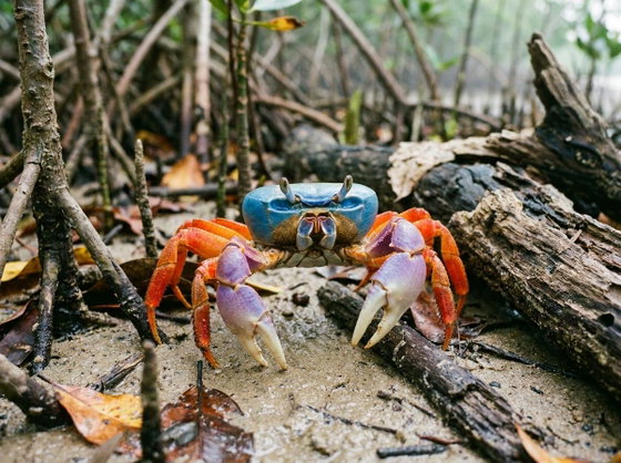 rainbow land crab