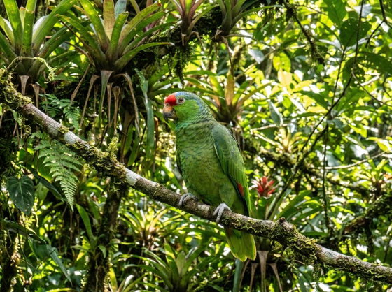 red-lored amazon