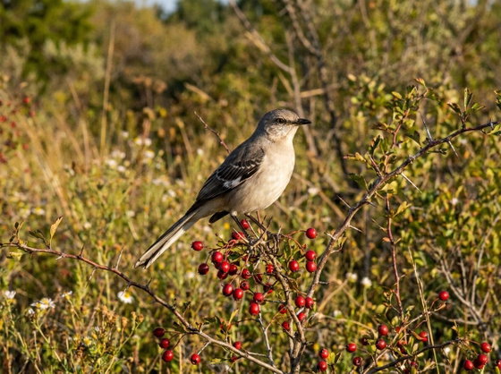 northern mockingbird