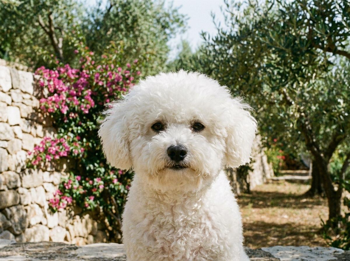Bichon Frise