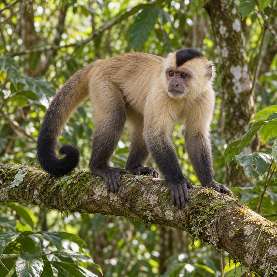weeper capuchin