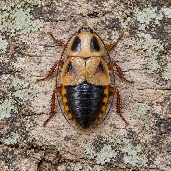 chibi scrub roach