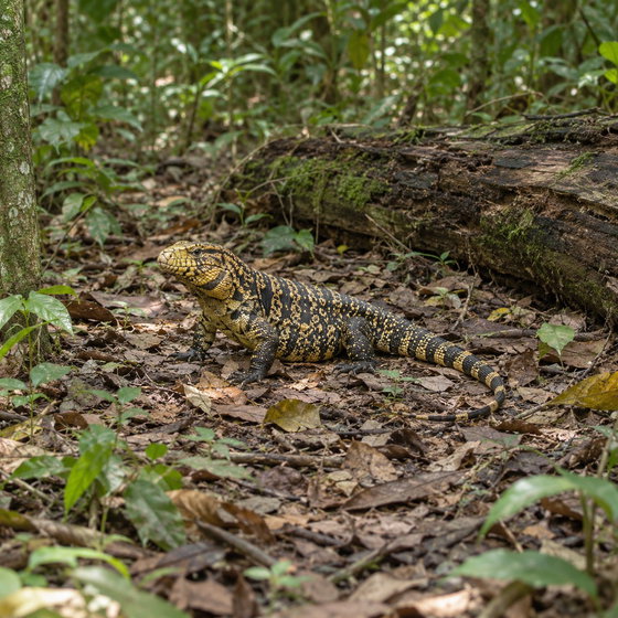 common golden tegu