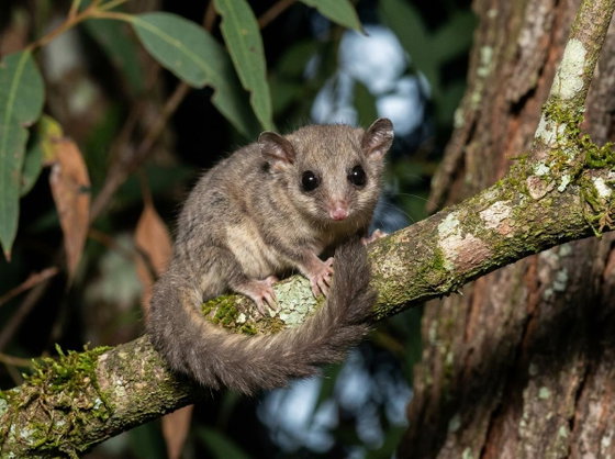 feathertail glider