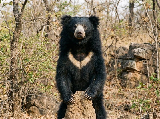 sloth bear