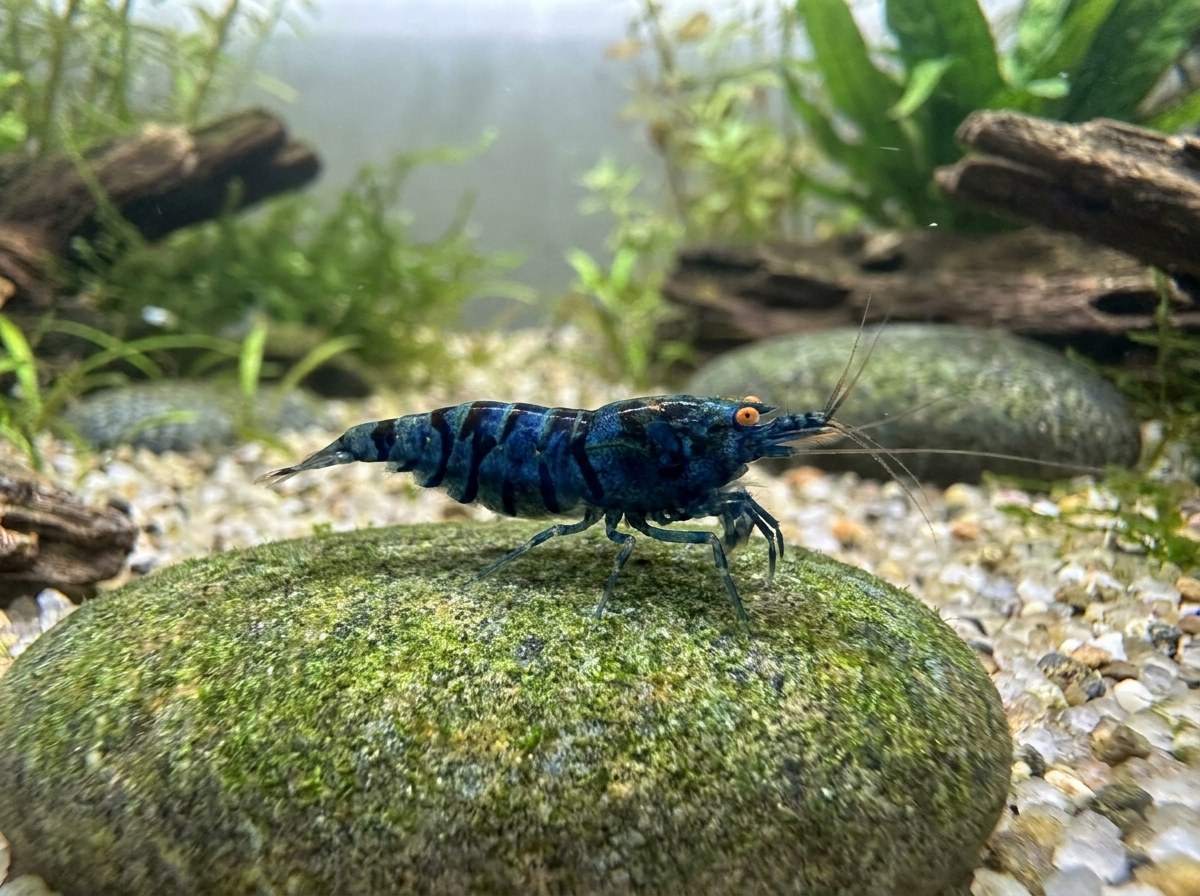 Orange Eyed Blue Tiger