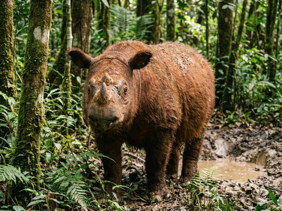 Sumatran rhinoceros