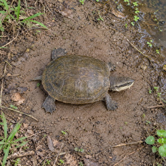 Hilaire's toadhead turtle
