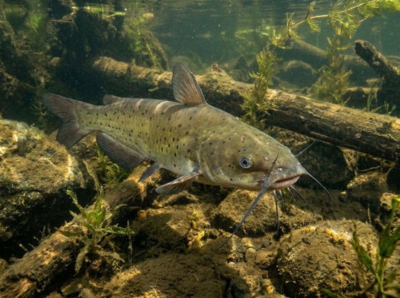 channel catfish