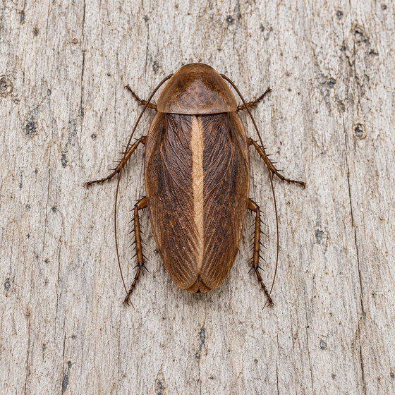 Burmese beetle mimic