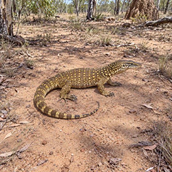 yellow-spotted monitor